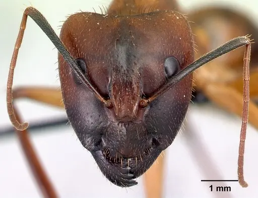Camponotus niavo specimen CASENT0134003 image casent0134003_2