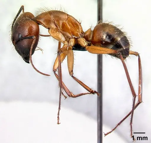 Camponotus niavo specimen CASENT0134003 image casent0134003_3