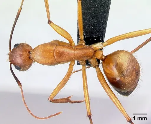 Camponotus niavo specimen CASENT0134004 image casent0134004_1