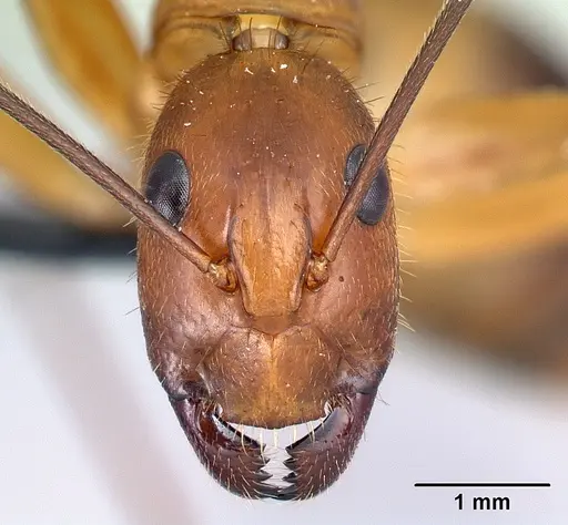Camponotus niavo specimen CASENT0134004 image casent0134004_2