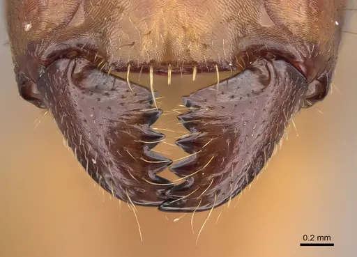Camponotus niavo specimen CASENT0134004 image casent0134004_3