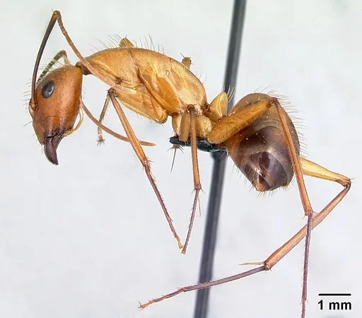 Camponotus niavo specimen CASENT0134004 image casent0134004_4