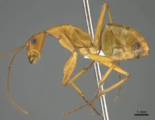 Camponotus niavo specimen CASENT0191700 image casent0191700_1