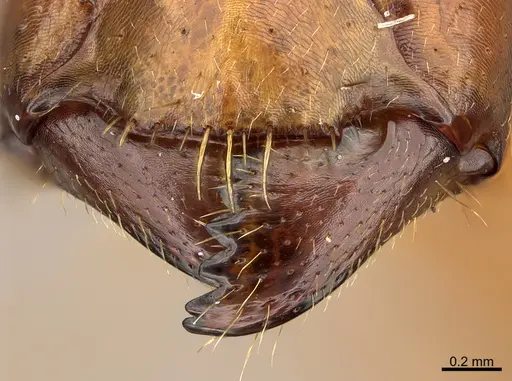 Camponotus niavo specimen CASENT0300086 image casent0300086_1