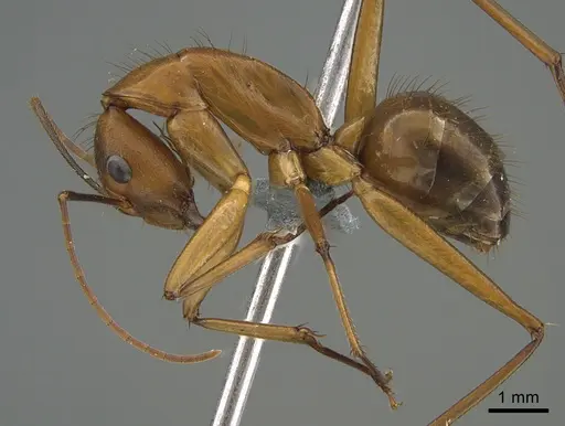 Camponotus niavo specimen CASENT0304076 image casent0304076_1