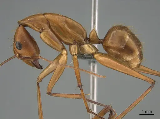 Camponotus niavo specimen CASENT0369245 image casent0369245_1