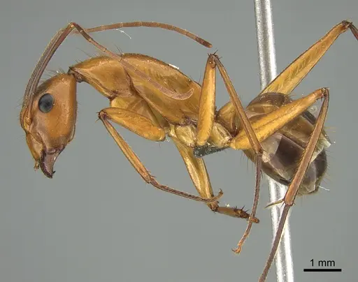 Camponotus niavo specimen CASENT0369739 image casent0369739_1