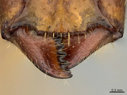 Camponotus niavo specimen CASENT0477003 image casent0477003_1