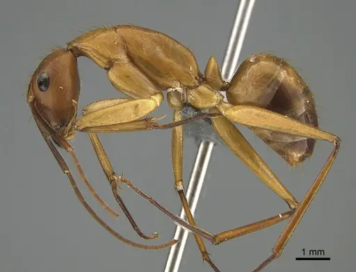Camponotus niavo specimen CASENT0872456 image casent0872456_1