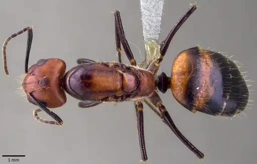 Camponotus nicobarensis specimen ANTWEB1041828 image antweb1041828_1