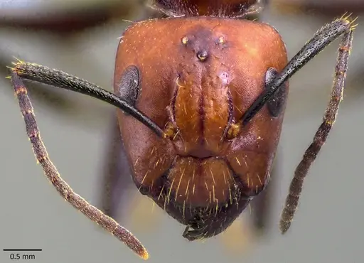Camponotus nicobarensis specimen ANTWEB1041828 image antweb1041828_2