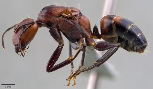 Camponotus nicobarensis specimen ANTWEB1041828 image antweb1041828_3