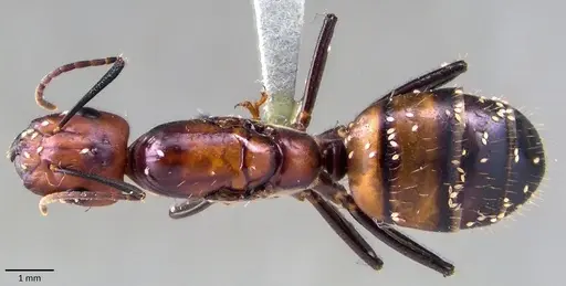 Camponotus nicobarensis specimen ANTWEB1041857 image antweb1041857_1