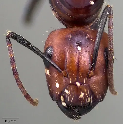 Camponotus nicobarensis specimen ANTWEB1041857 image antweb1041857_2