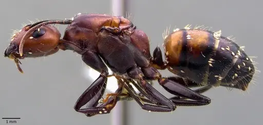 Camponotus nicobarensis specimen ANTWEB1041857 image antweb1041857_3