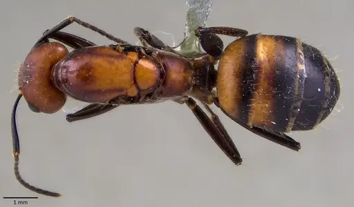 Camponotus nicobarensis specimen ANTWEB1041858 image antweb1041858_1