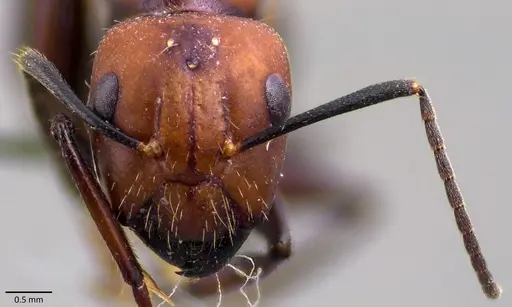 Camponotus nicobarensis specimen ANTWEB1041858 image antweb1041858_2