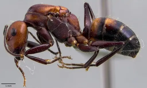 Camponotus nicobarensis specimen ANTWEB1041858 image antweb1041858_3