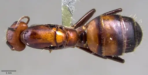 Camponotus nicobarensis specimen ANTWEB1041859 image antweb1041859_1
