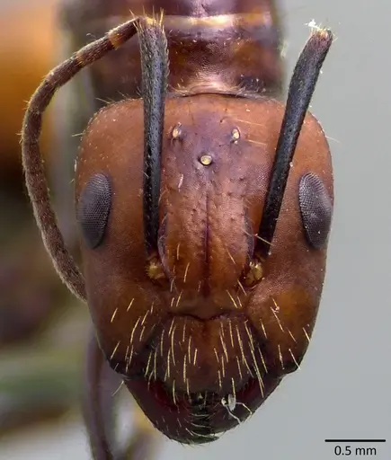 Camponotus nicobarensis specimen ANTWEB1041859 image antweb1041859_2