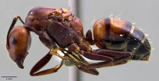 Camponotus nicobarensis specimen ANTWEB1041859 image antweb1041859_3
