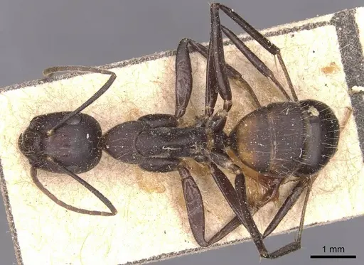 Camponotus nicobarensis specimen CASENT0905330 image casent0905330_1