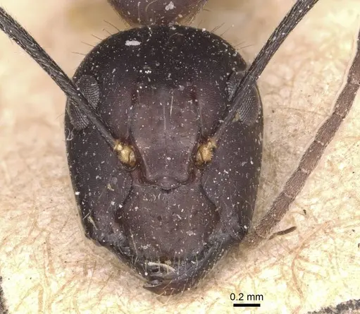 Camponotus nicobarensis specimen CASENT0905330 image casent0905330_2