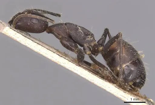 Camponotus nicobarensis specimen CASENT0905330 image casent0905330_3