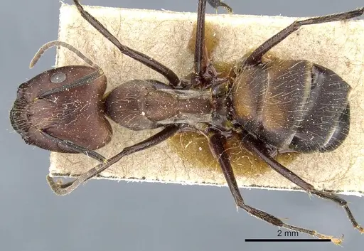 Camponotus nicobarensis specimen CASENT0905804 image casent0905804_1