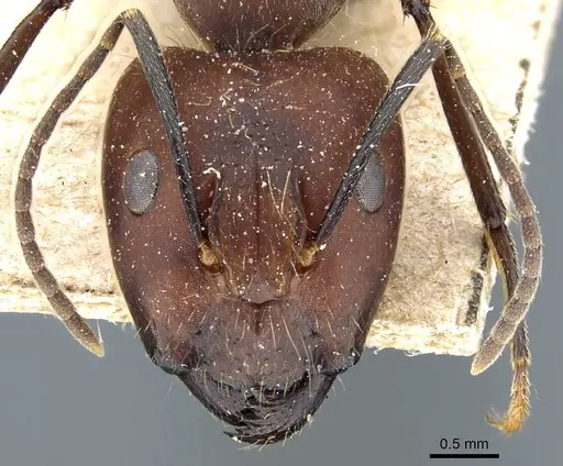 Camponotus nicobarensis specimen CASENT0905804 image casent0905804_2