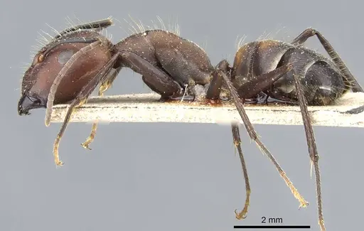 Camponotus nicobarensis specimen CASENT0905804 image casent0905804_3