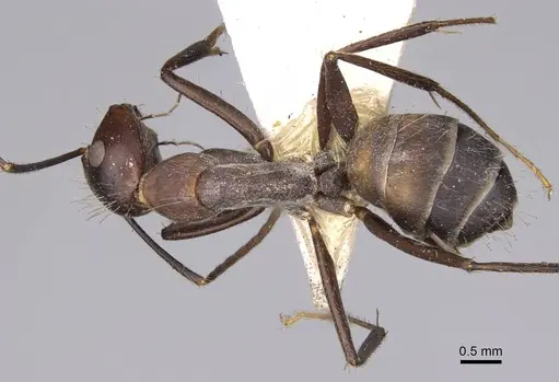 Camponotus nicobarensis specimen CASENT0906970 image casent0906970_1