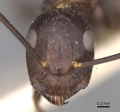 Camponotus nicobarensis specimen CASENT0906970 image casent0906970_2