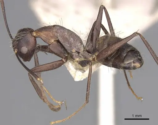 Camponotus nicobarensis specimen CASENT0906970 image casent0906970_3