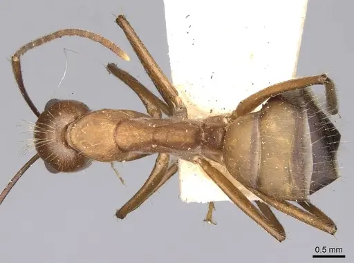 Camponotus nicobarensis specimen CASENT0906971 image casent0906971_1