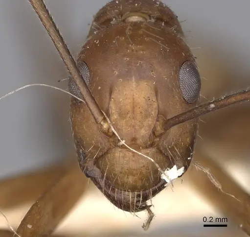 Camponotus nicobarensis specimen CASENT0906971 image casent0906971_2