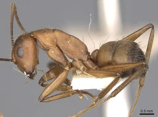 Camponotus nicobarensis specimen CASENT0906971 image casent0906971_3