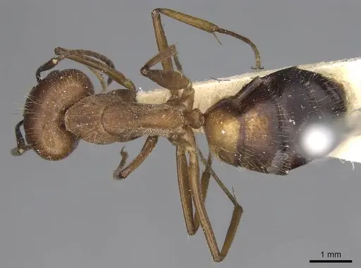 Camponotus nicobarensis specimen CASENT0906972 image casent0906972_1