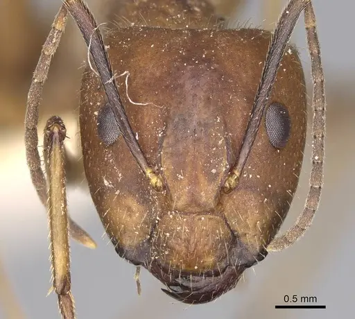 Camponotus nicobarensis specimen CASENT0906972 image casent0906972_2