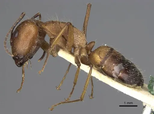 Camponotus nicobarensis specimen CASENT0906972 image casent0906972_3