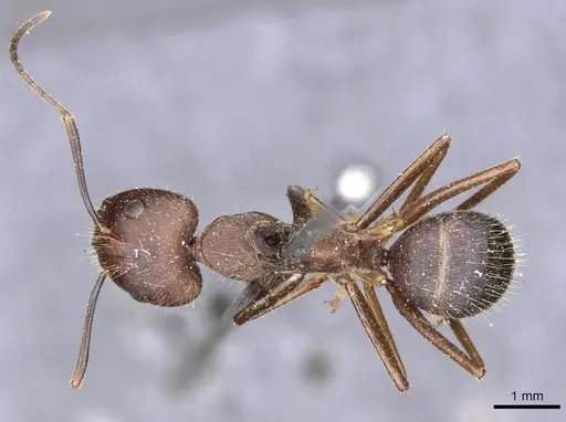 Camponotus nicobarensis specimen CASENT0910158 image casent0910158_1