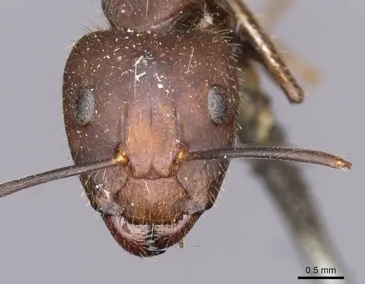 Camponotus nicobarensis specimen CASENT0910158 image casent0910158_2