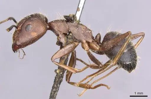 Camponotus nicobarensis specimen CASENT0910158 image casent0910158_3