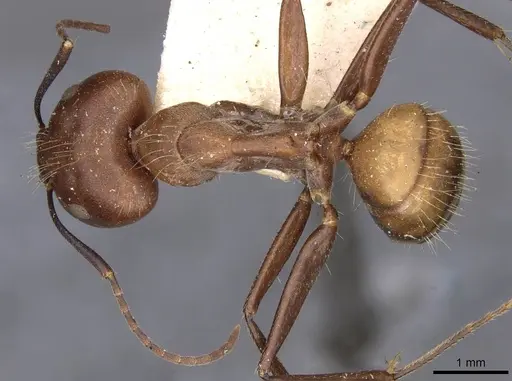 Camponotus nicobarensis specimen CASENT0910161 image casent0910161_1