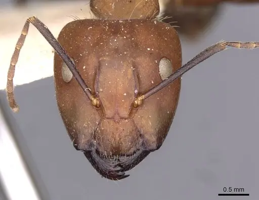 Camponotus nicobarensis specimen CASENT0910161 image casent0910161_2