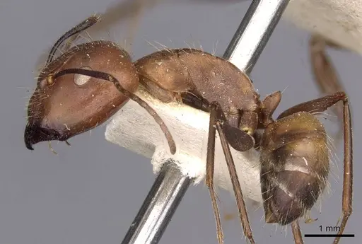 Camponotus nicobarensis specimen CASENT0910161 image casent0910161_3