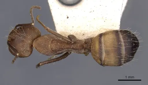 Camponotus nicobarensis specimen CASENT0910162 image casent0910162_1