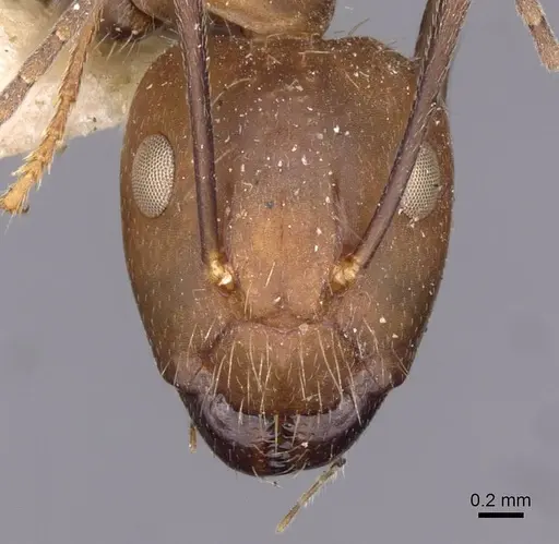Camponotus nicobarensis specimen CASENT0910162 image casent0910162_2