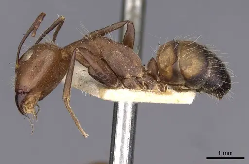 Camponotus nicobarensis specimen CASENT0910162 image casent0910162_3