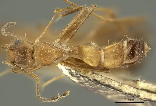 Camponotus nicobarensis specimen CASENT0915687 image casent0915687_1